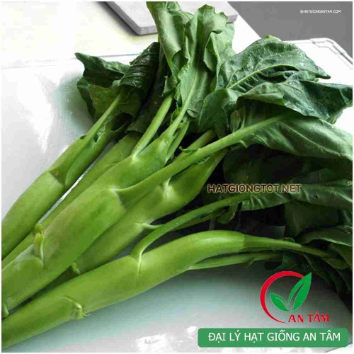 Hạt giống rau cải rổ