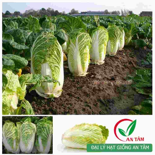 Hạt giống rau cải thảo
