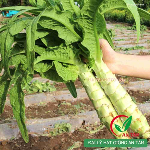 Hạt giống rau tiến vua