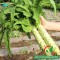 Hạt giống rau tiến vua( Diếp tây, Ngó Xuân)