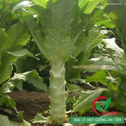 Hạt giống rau tiến vua