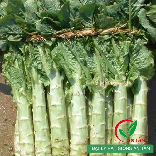 Hạt giống rau tiến vua