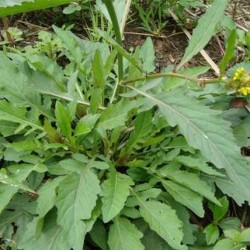 Hạt giống rau cải trời (cải đất)