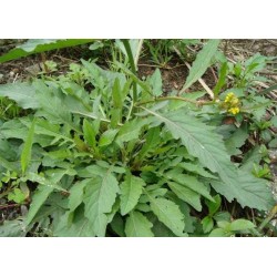 Hạt giống rau cải trời (cải đất)