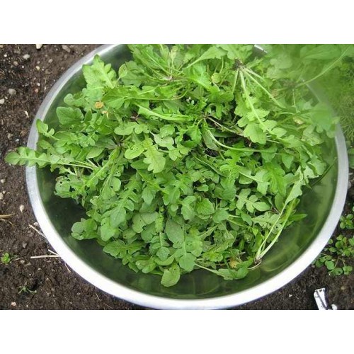 Hạt giống rau cải trời (cải đất)