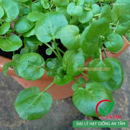 Hạt giống rau cải xoong