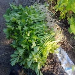 Hạt giống rau cần tây chịu nhiệt