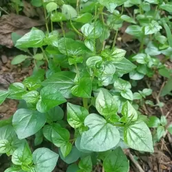 Hạt giống rau càng cua