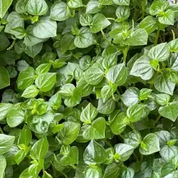 Hạt giống rau càng cua