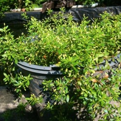 Hạt giống rau đắng đất