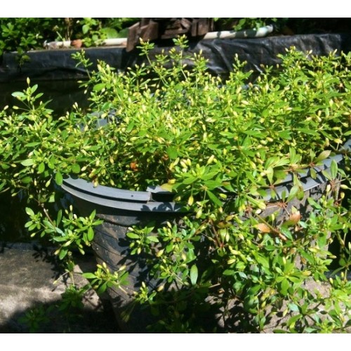 Hạt giống rau đắng đất