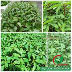 Hạt giống rau đay