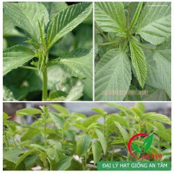 Hạt giống rau đay xanh(trắng)