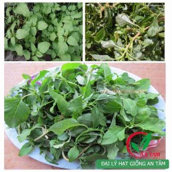 Hạt giống rau dền cơm