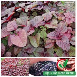 Hạt giống rau dền đỏ