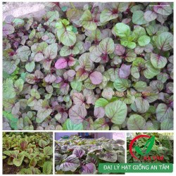 Hạt giống rau dền khoang