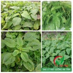 Hạt giống rau dền lá liễu