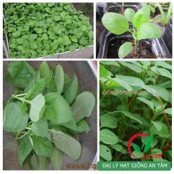 Hạt giống rau dền xanh lá tròn