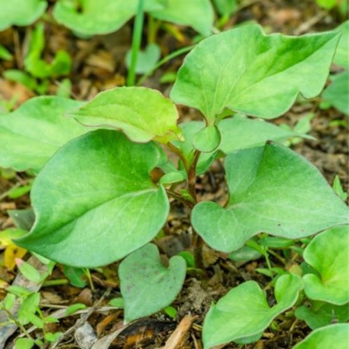 Hạt Giống Rau Diếp Cá