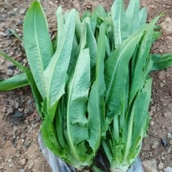 Hạt giống rau diếp thơm