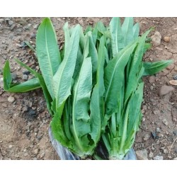 Hạt giống rau diếp thơm