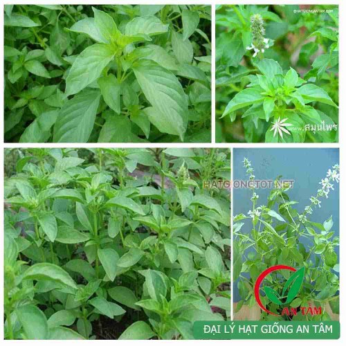 Hạt giống rau é trắng (Hoary Basil Seeds)