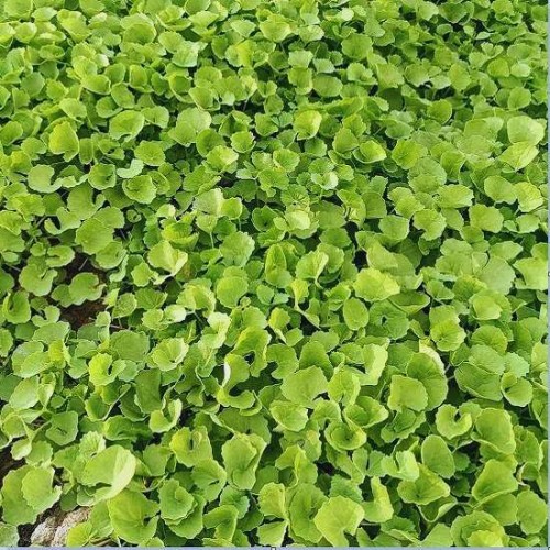 Hạt giống rau má