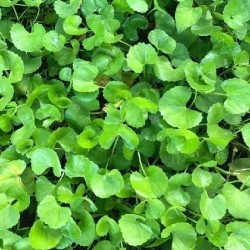 Hạt giống rau má