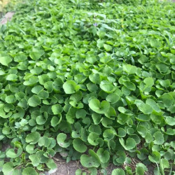 Hạt giống rau má