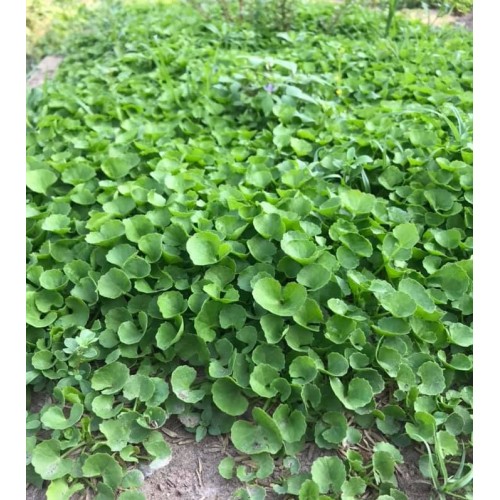 Hạt giống rau má