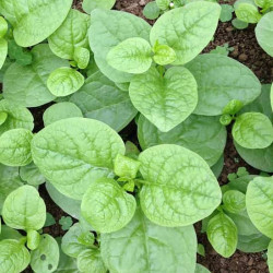 Hạt giống rau mồng tơi