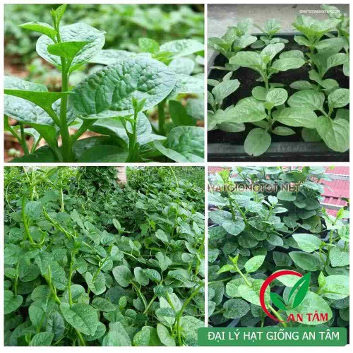 Hạt giống rau mồng tơi