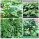 Hạt giống rau mồng tơi
