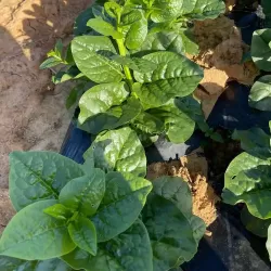 Hạt giống rau mồng tơi