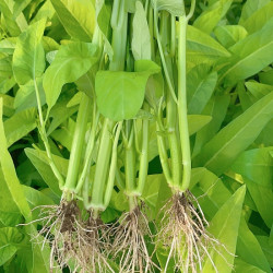 Hạt giống rau muống giòn