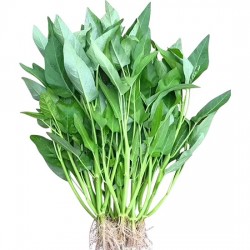 Hạt giống rau muống lá to tiến vua