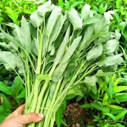 Hạt giống rau muống lá to tiến vua