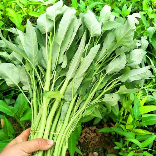 Hạt giống rau muống lá to tiến vua