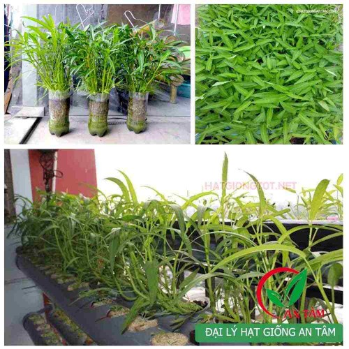 Hạt giống rau muống lá tre