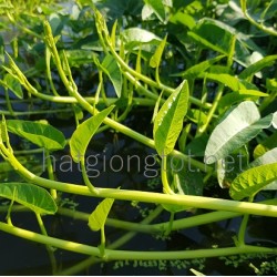 Hạt giống rau muống siêu ngọn thái lan