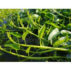 Hạt giống rau muống siêu ngọn thái lan Hạt giống rau muống siêu ngọn thái lan