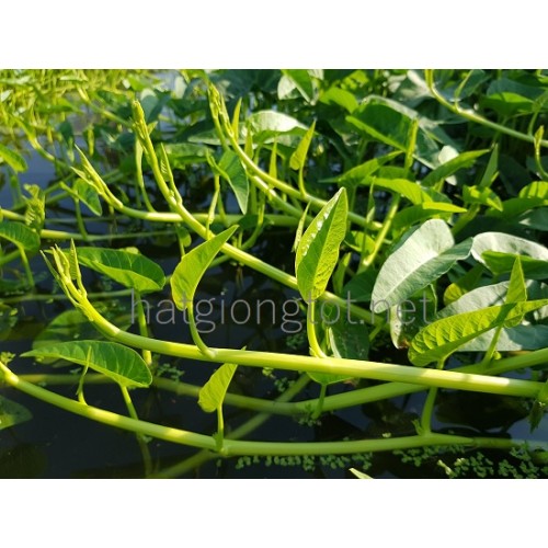 Hạt giống rau muống siêu ngọn