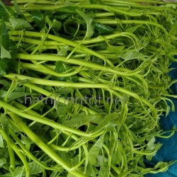 Hạt giống rau muống siêu ngọn thái lan