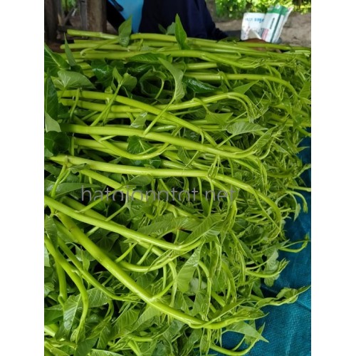 Hạt giống rau muống siêu ngọn
