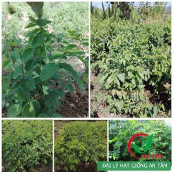 Hạt giống rau ngót Hạt giống rau ngót