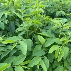 Hạt giống rau ngót Hạt giống rau ngót