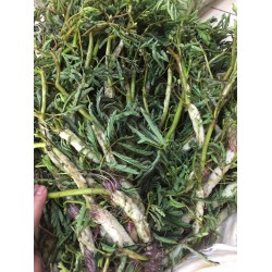 Hạt giống rau nhút (rút)