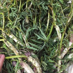 Hạt giống rau nhút (rút)