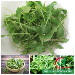 Hạt giống rau rocket Hạt giống rau rocket