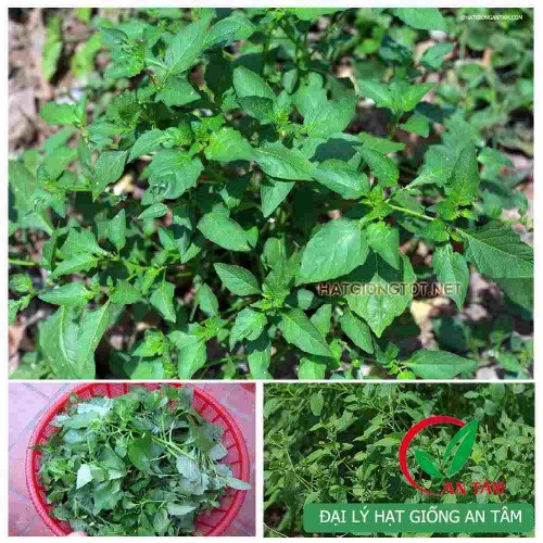 Hạt giống rau tầm bóp ăn lá